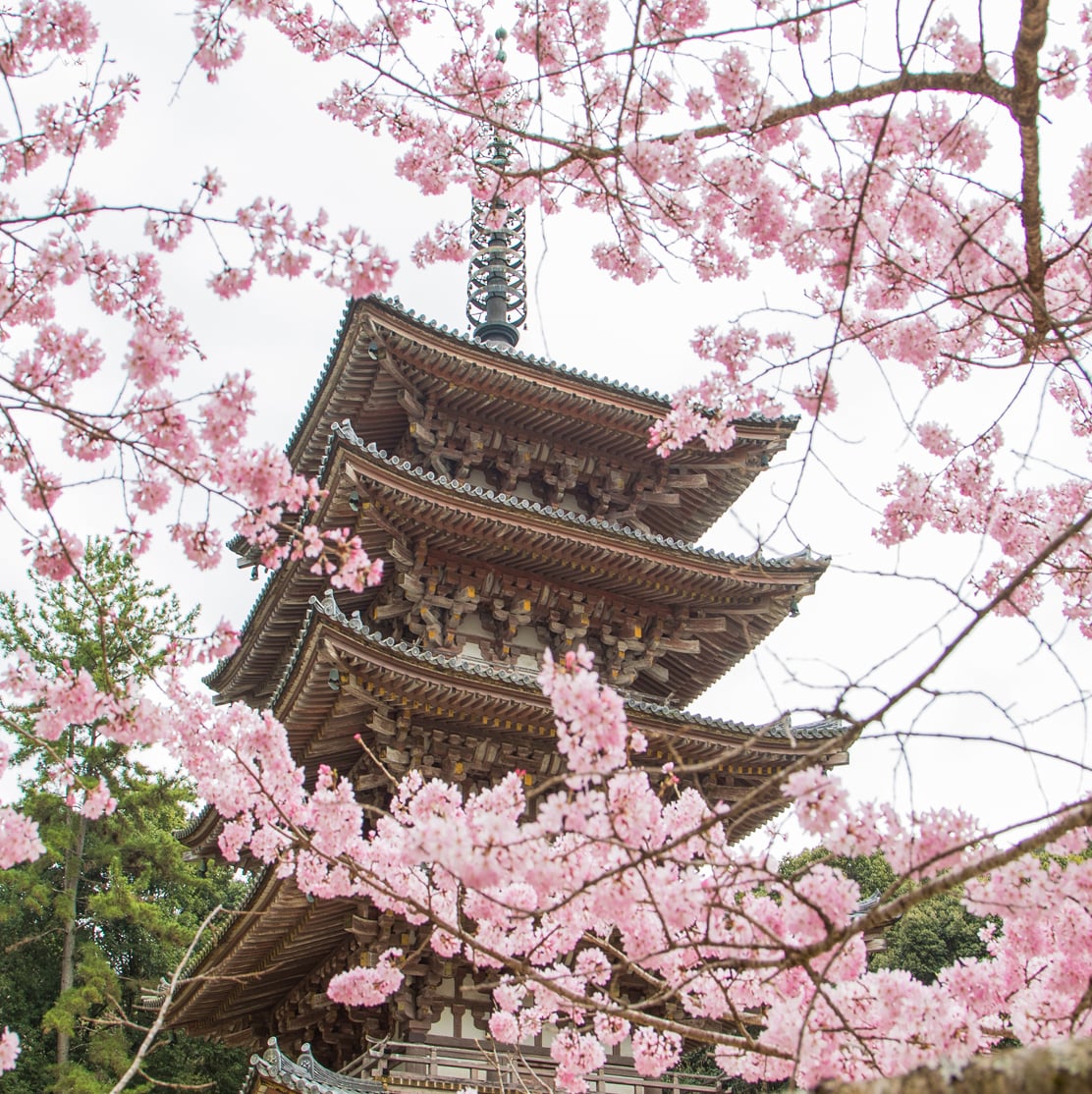 桜に囲まれた醍醐寺の五重塔